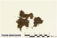藏品(叢苔科)的圖片